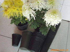 規模化培育利器 經濟型花卉周轉筐供應商推薦！熱鍍管批量最優選——玉田縣欣然塑料制品廠