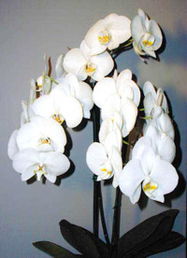 探秘花卉世界網(wǎng) 廣東深圳科苗園藝·花卉藝術(shù)與綠植產(chǎn)品的靈感展示