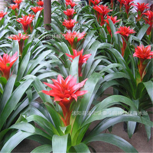 【宿遷 花卉】宿遷 花卉價格/圖片_宿遷 花卉批發/采購_宿遷 花卉廠家/供應商
