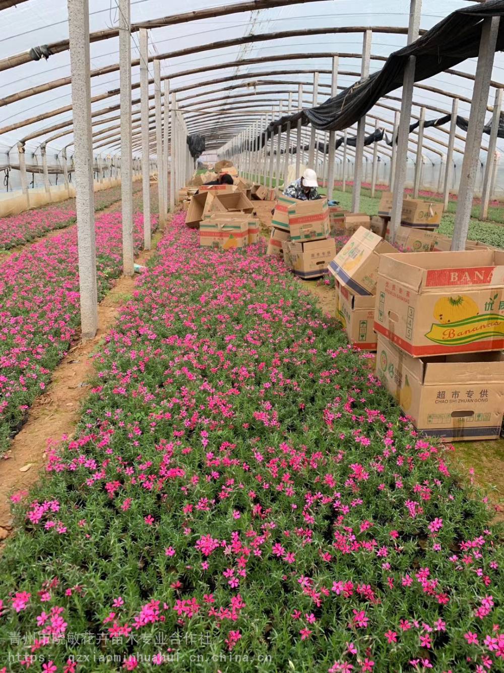 【芝櫻種苗價格芝櫻花苗批發】批發_廠家-青州市曉敏花卉苗木專業合作