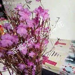 花煊唯鳳·美拍藝術 花卉在時光里的溫柔回響