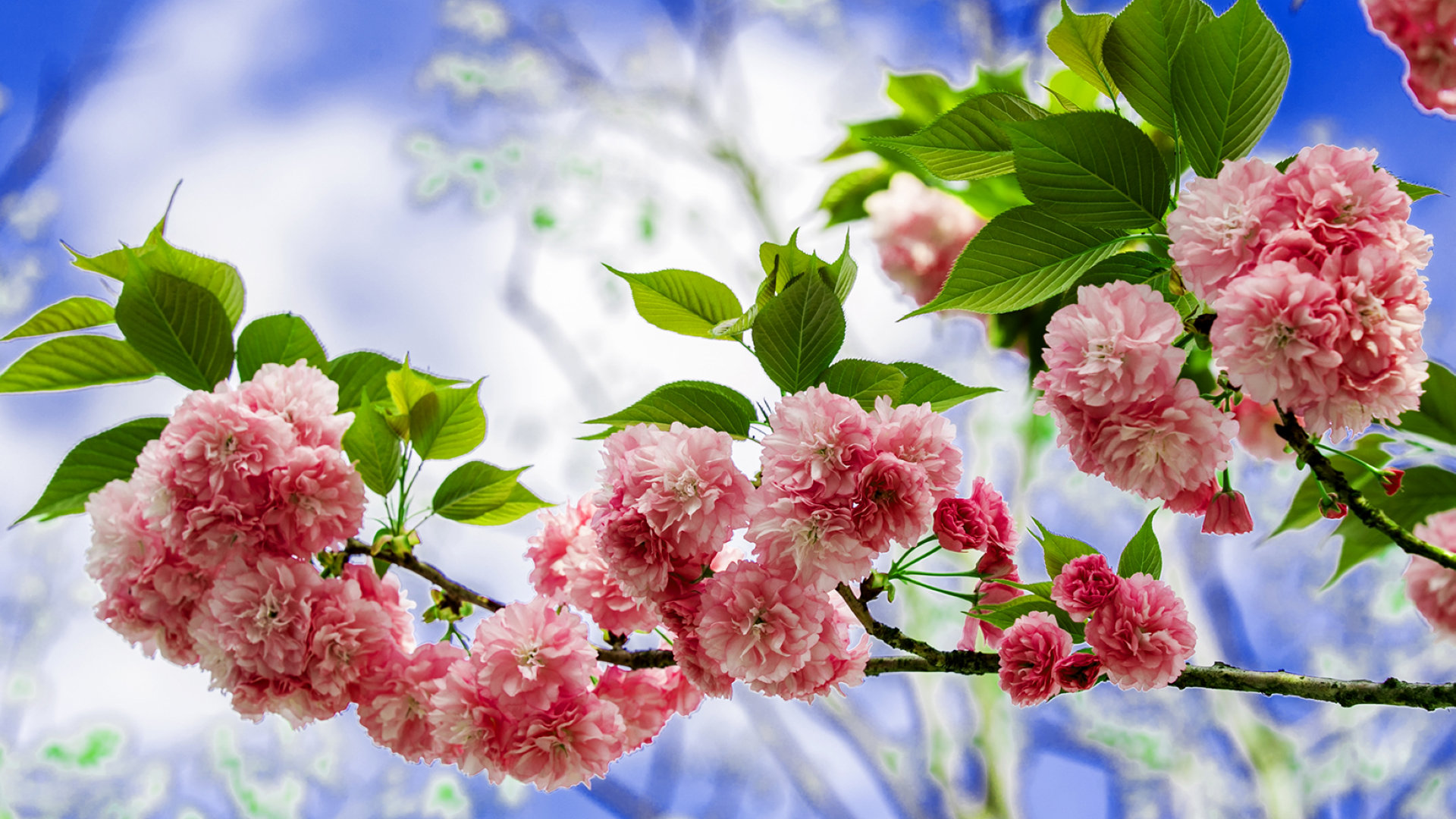 薔薇科燦爛櫻花圖片壁紙合集6P下載高清大圖預(yù)覽1920x1080_植物壁紙下載_美桌網(wǎng)