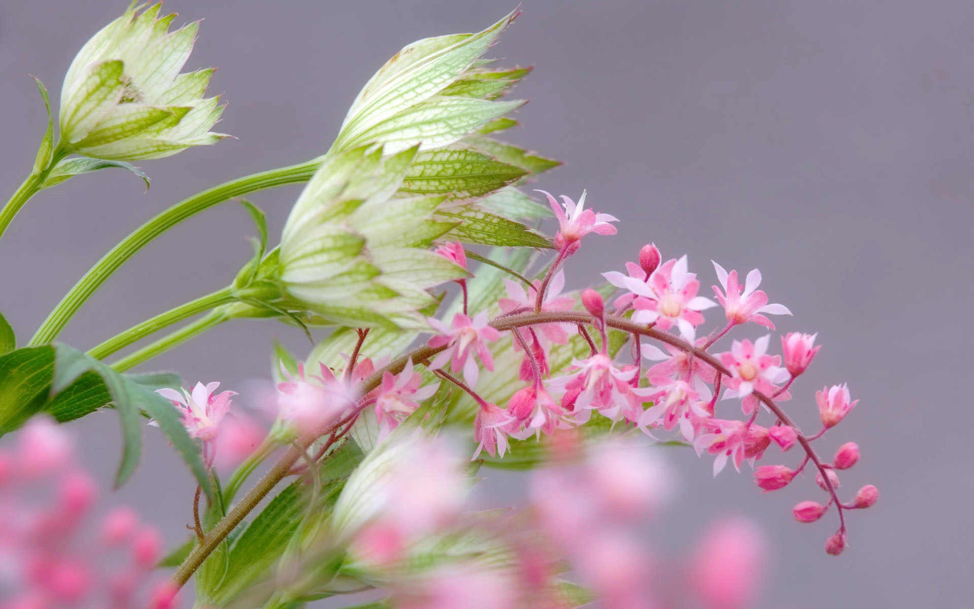 盛開鮮花 高清寬屏壁紙