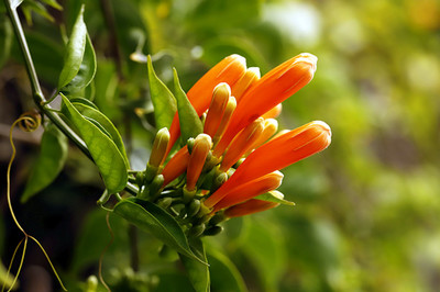 【生態(tài):燦爛炮仗花攝影圖片】生態(tài)